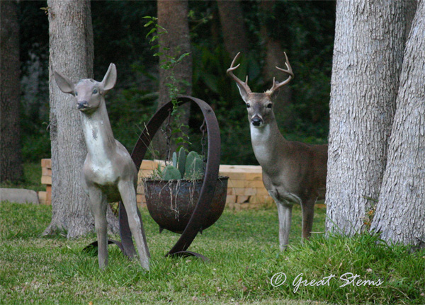 deer10-19-10.jpg