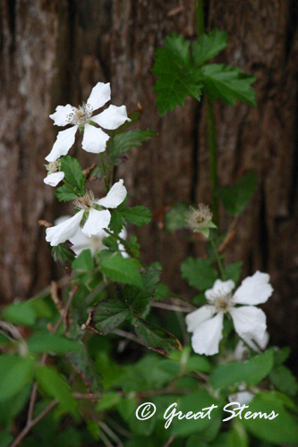 dewberry03-17-11.jpg