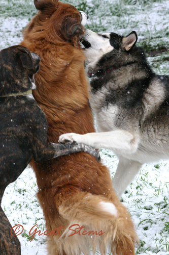 dogsinsnow02-23-10.jpg