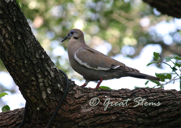 dove06-01-10.jpg