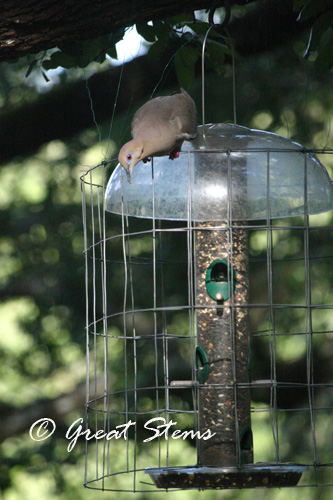 dove06-18-10.jpg