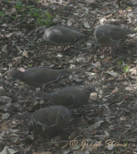 doves03-21-10.jpg