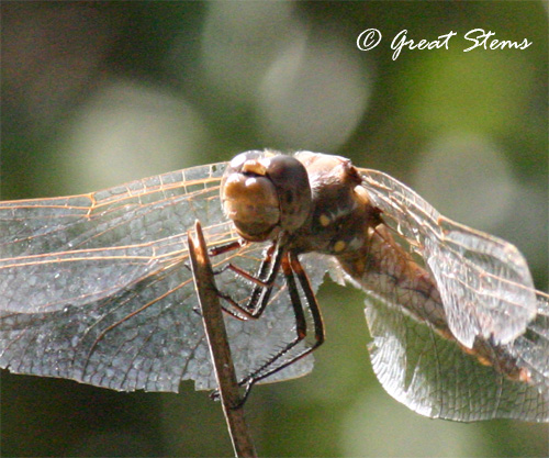 dragonflyc11-10-10.jpg