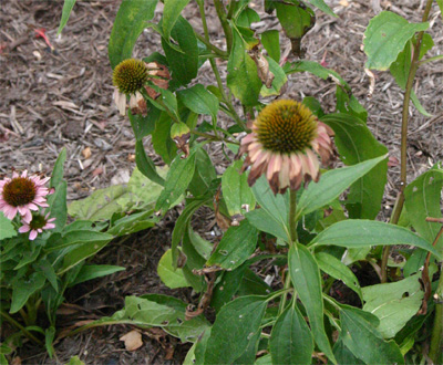 dyingconeflowers07-24-09.jpg