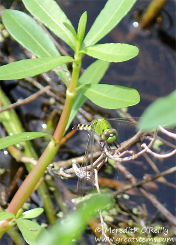 easternpondhawk03-17-12.jpg