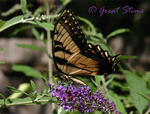 easterntiger07-05-10.jpg