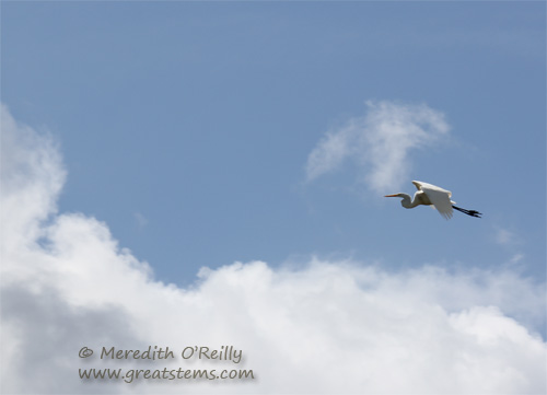 egret03-13-12.jpg