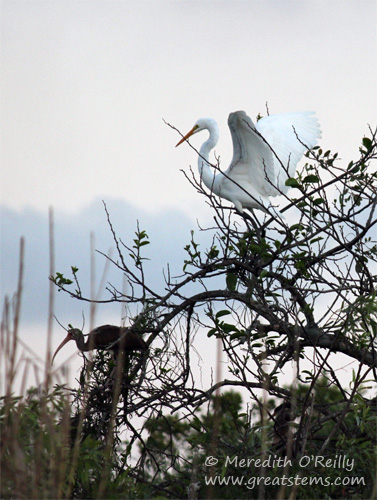 egretibis03-12-12.jpg