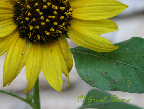 endurancesunflower09-15-09.jpg