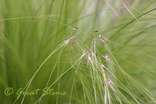 featherseeds04-14-10.jpg