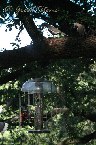 feedercage06-18-10.jpg