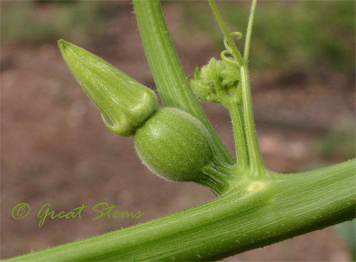 femalepumpkinbud09-01-09.jpg