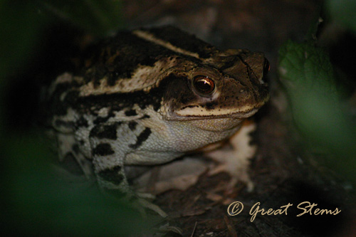 femaletoad08-09-10.jpg