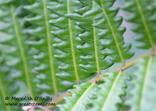 fern03-12-12.jpg