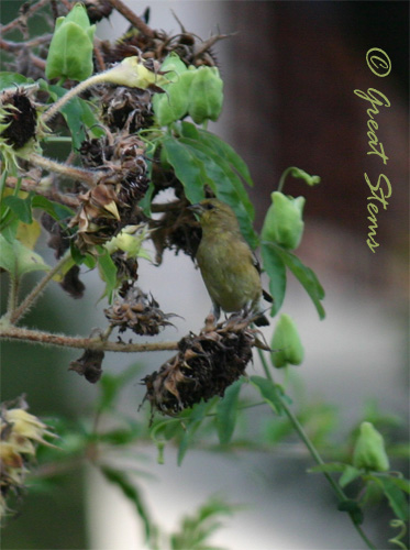 finchonsunflower07-28-10.jpg