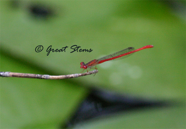 firetail05-28-10.jpg