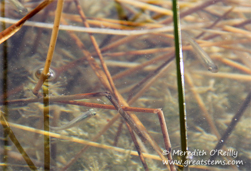 fish03-13-12.jpg