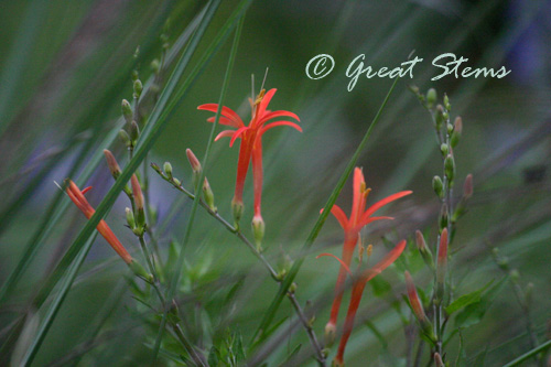 flameacanthus06-13-10.jpg