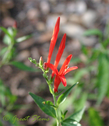 flameacanthus08-22-09.jpg