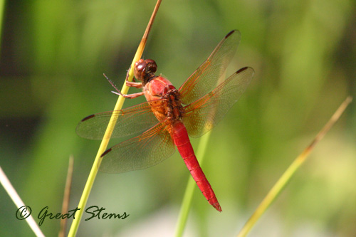 flameskimmer09-09-10.jpg