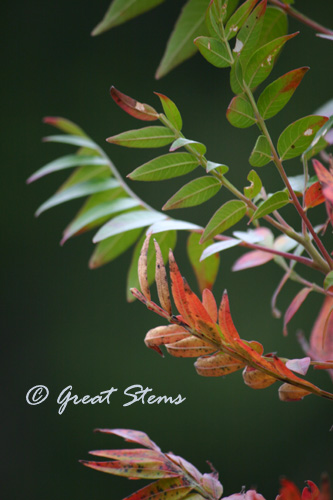 flamesumac11-14-10.jpg