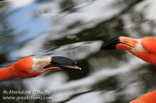 flamingob03-16-12.jpg