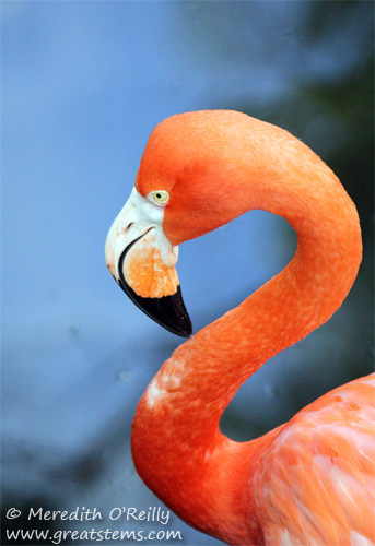 flamingoc03-16-12.jpg