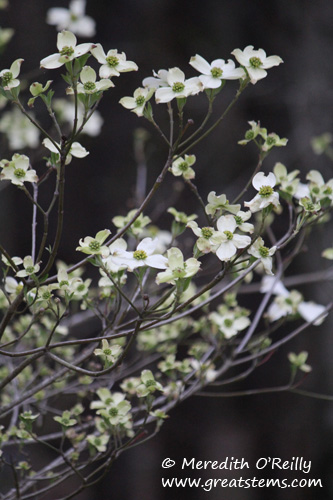 fldogwood03-11-12.jpg