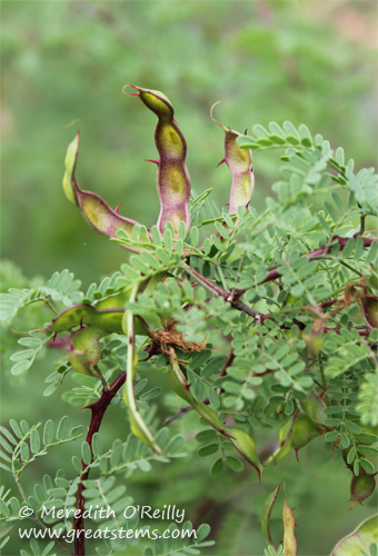 fragrantmimosac04-16-12.jpg