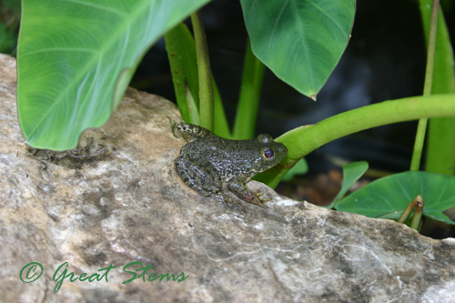 frog08-03-09.jpg