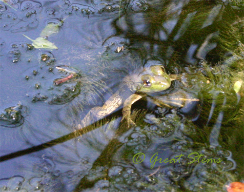 frog08-11-09.jpg