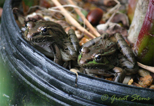 frogs10-10-10.jpg