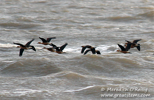 fulvouswhistlingducks03-17-12.jpg