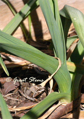 garlic02-13-11.jpg