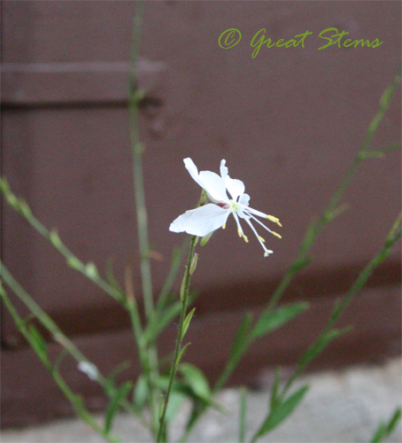 gaura08-22-09.jpg