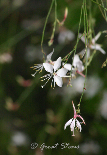 gaura09-19-10.jpg