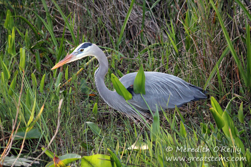 gbheron03-12-12.jpg