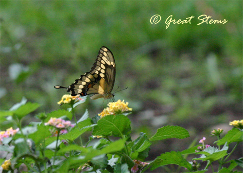 giantswallowtaila09-28-10.jpg