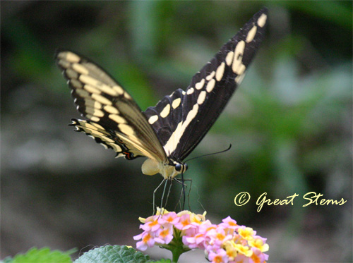 giantswallowtailb09-28-10.jpg