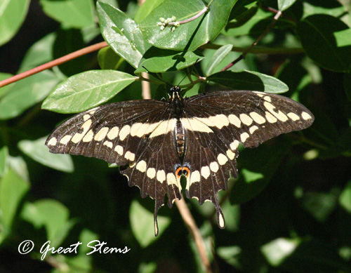 giantswallowtaile04-08-11.jpg