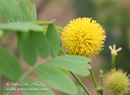 goldenball04-16-12.jpg