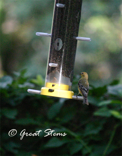 goldfinch06-18-10.jpg