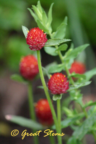 gomphrena06-04-10.jpg