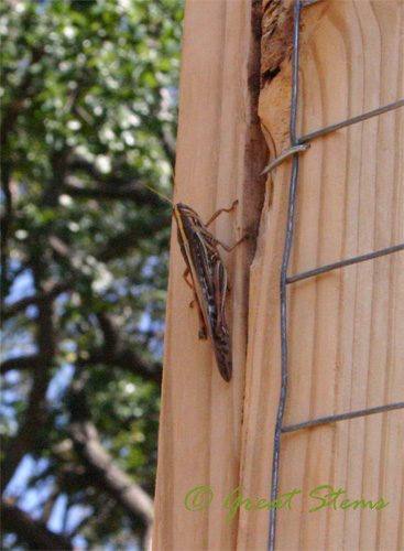 grasshopper08-11-09.jpg