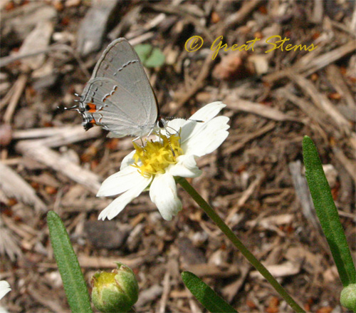 grayhairstreak09-18-09.jpg