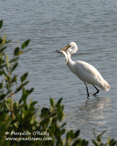 greategret11-17-11.jpg