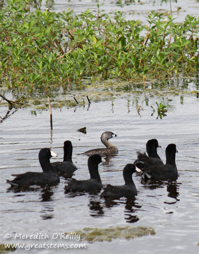 grebeandcoots03-16-12.jpg