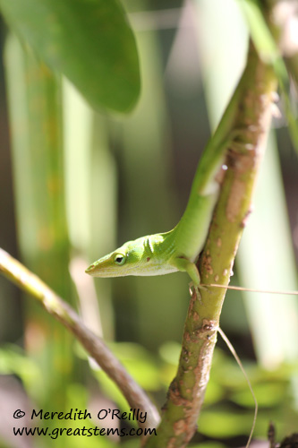 greenanole03-12-12.jpg