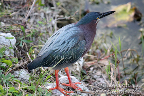 greenheron03-12-12.jpg