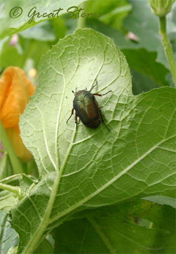 greenjunebeetle09-18-09.jpg